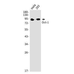 Oct-1兔单抗,Oct-1 Rabbit Monoclonal Antibody