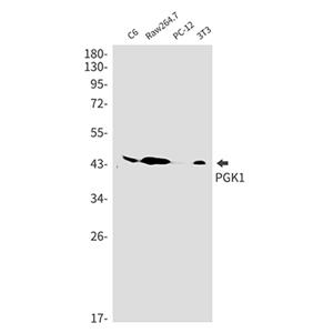 PGK1兔单抗,PGK1 Rabbit Monoclonal Antibody