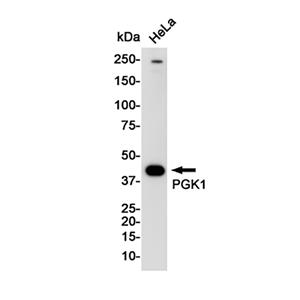 PGK1兔单抗,PGK1 Rabbit Monoclonal Antibody