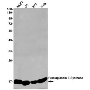 Prostaglandin E Synthase兔单抗,Prostaglandin E Synthase Rabbit Monoclonal Antibody