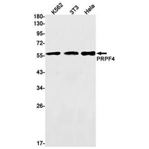 PRPF4兔单抗,PRPF4 Rabbit Monoclonal Antibody
