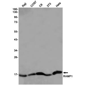 RAMP1兔单抗,RAMP1 Rabbit Monoclonal Antibody