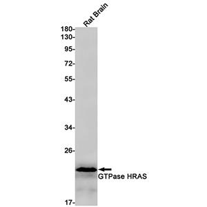 GTPase HRAS兔单抗,GTPase HRAS Rabbit Monoclonal Antibody