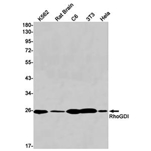 RhoGDI兔单抗,RhoGDI Rabbit Monoclonal Antibody