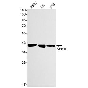 SEH1L兔单抗,SEH1L Rabbit Monoclonal Antibody