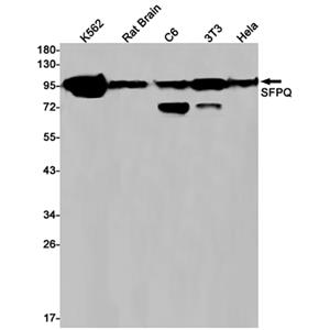SFPQ兔单抗,SFPQ Rabbit Monoclonal Antibody