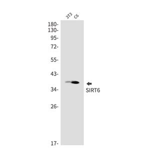 SIRT6兔单抗,SIRT6 Rabbit Monoclonal Antibody
