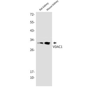 VDAC1兔单抗,VDAC1 Rabbit Monoclonal Antibody