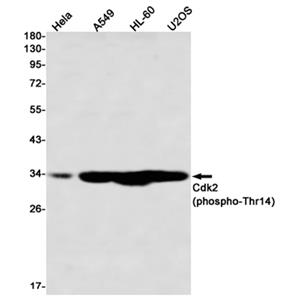 Phospho-CDK2 (Thr14)兔单抗,Phospho-CDK2 (Thr14) Rabbit Monoclonal Antibody