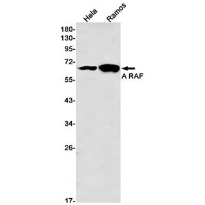 A RAF兔单抗,A RAF Rabbit Monoclonal Antibody