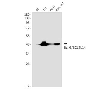 Bcl2 L14兔单抗,Bcl2 L14 Rabbit Monoclonal Antibody
