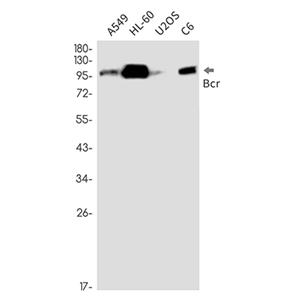 Bcr兔单抗,Bcr Rabbit Monoclonal Antibody