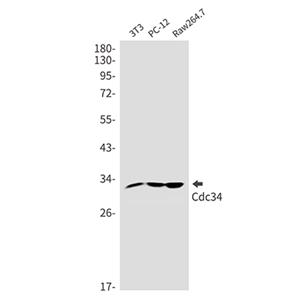 CDC34兔单抗,CDC34 Rabbit Monoclonal Antibody