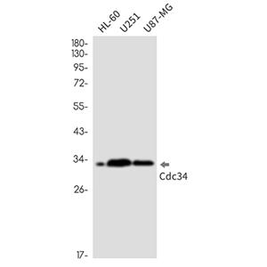CDC34兔单抗,CDC34 Rabbit Monoclonal Antibody