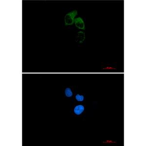 CEP55兔单抗,CEP55 Rabbit Monoclonal Antibody