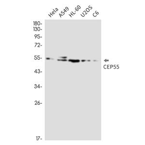 CEP55兔单抗,CEP55 Rabbit Monoclonal Antibody