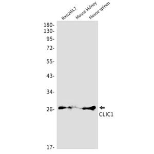 CLIC1兔单抗,CLIC1 Rabbit Monoclonal Antibody