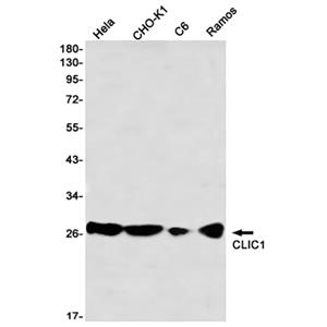CLIC1兔单抗,CLIC1 Rabbit Monoclonal Antibody