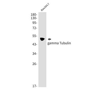 gamma Tubulin兔单抗,gamma Tubulin Rabbit Monoclonal Antibody