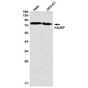 HJURP兔单抗,HJURP Rabbit Monoclonal Antibody