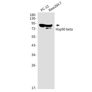Hsp90 beta兔单抗,Hsp90 beta Rabbit Monoclonal Antibody