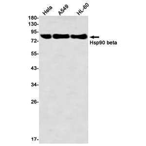Hsp90 beta兔单抗,Hsp90 beta Rabbit Monoclonal Antibody