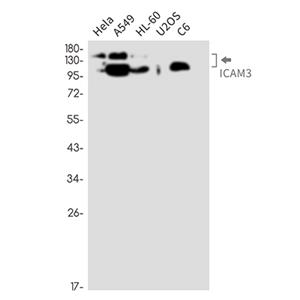 ICAM3兔单抗,ICAM3 Rabbit Monoclonal Antibody
