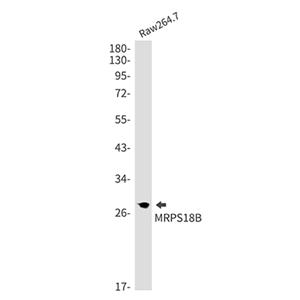 MRPS18B兔单抗,MRPS18B Rabbit Monoclonal Antibody