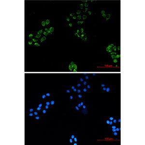 MRPS18B兔单抗,MRPS18B Rabbit Monoclonal Antibody