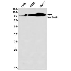 Nucleolin兔单抗,Nucleolin Rabbit Monoclonal Antibody