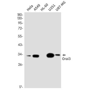 ORAI3兔单抗,ORAI3 Rabbit Monoclonal Antibody