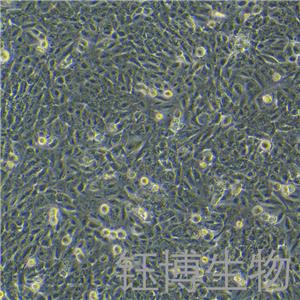 THLE-2（人正常肝细胞）YB-71812HC