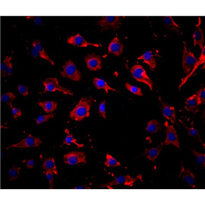 人直肠平滑肌细胞,Human rectal smooth muscle cells