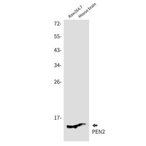 PEN2兔单抗,PEN2 Rabbit Monoclonal Antibody