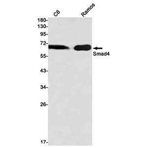 Smad4兔单抗,Smad4 Rabbit Monoclonal Antibody