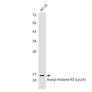 Acetyl-Histone H3 (Lys14)兔单抗,Acetyl-Histone H3 (Lys14) Rabbit Monoclonal Antibody