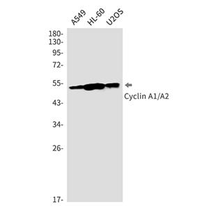 Cyclin A1/A2兔单抗,Cyclin A1/A2 Rabbit Monoclonal Antibody