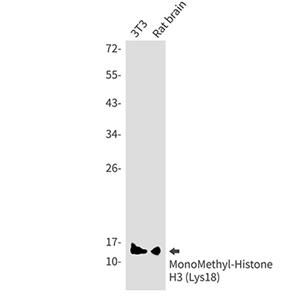 MonoMethyl-Histone H3 (Lys18)兔单抗,MonoMethyl-Histone H3 (Lys18) Rabbit Monoclonal Antibody