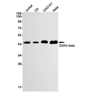 GSK3 beta兔单抗,GSK3 beta Rabbit Monoclonal Antibody