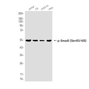 Phospho-Smad3 (Ser423/425)兔单抗,Phospho-Smad3 (Ser423/425) Rabbit Monoclonal Antibody