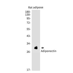 Adiponectin兔单抗,Adiponectin Rabbit Monoclonal Antibody