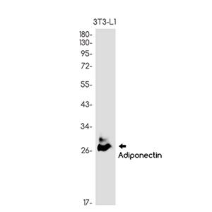 Adiponectin兔单抗,Adiponectin Rabbit Monoclonal Antibody
