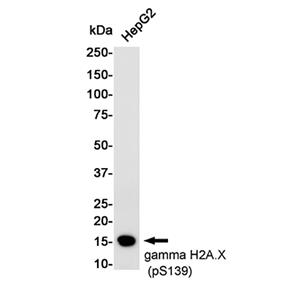 Phospho-Histone H2A.X (Ser139)兔单抗,Phospho-Histone H2A.X (Ser139) Rabbit Monoclonal Antibody