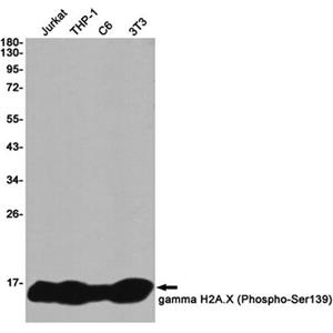 Phospho-Histone H2A.X (Ser139)兔单抗,Phospho-Histone H2A.X (Ser139) Rabbit Monoclonal Antibody