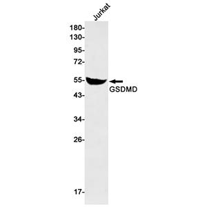 GSDMD兔单抗,GSDMD Rabbit Monoclonal Antibody