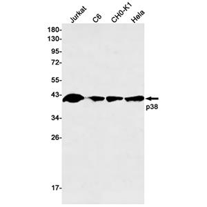p38兔单抗,p38 Rabbit Monoclonal Antibody