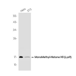MonoMethyl-Histone H3 (Lys9)兔单抗,MonoMethyl-Histone H3 (Lys9) Rabbit Monoclonal Antibody