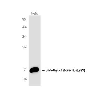 DiMethyl-Histone H3 (Lys9)兔单抗,DiMethyl-Histone H3 (Lys9) Rabbit Monoclonal Antibody