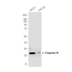 Caspase 14兔单抗,Caspase 14 Rabbit Monoclonal Antibody