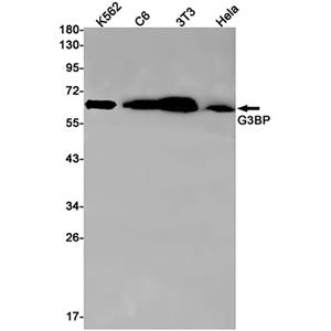G3BP兔单抗,G3BP Rabbit Monoclonal Antibody